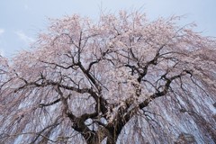 駅前枝垂れ桜