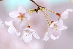 サクラ-2010