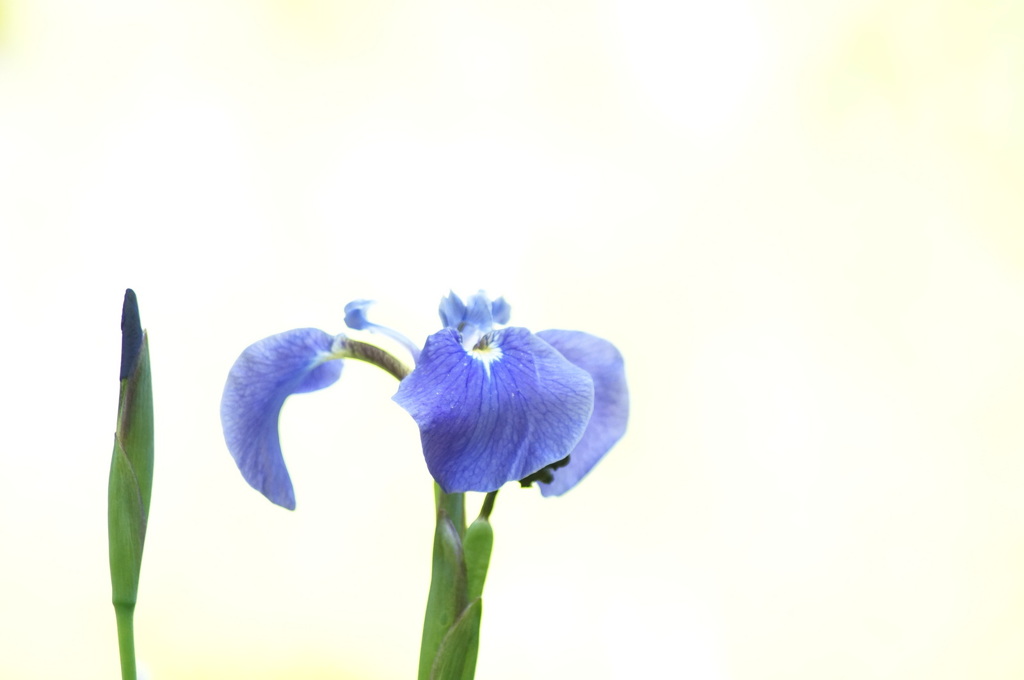 シンプルあやめ