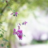 可憐な秋花