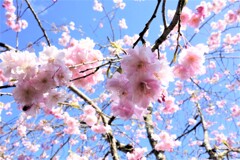 桜終盤
