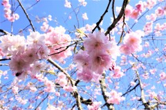 桜終盤