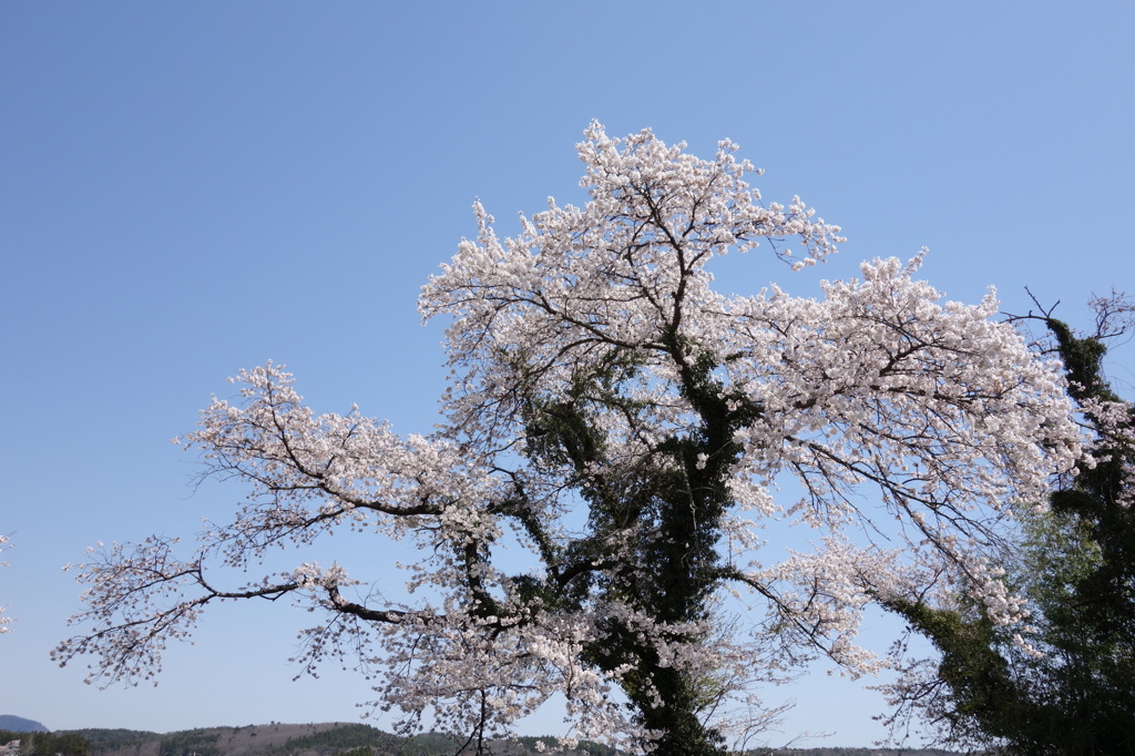 桜-2016