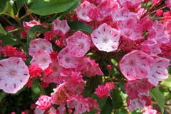 庭の花