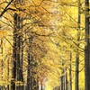 秋色の散歩道