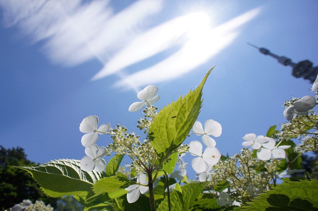 2018.06.24の空