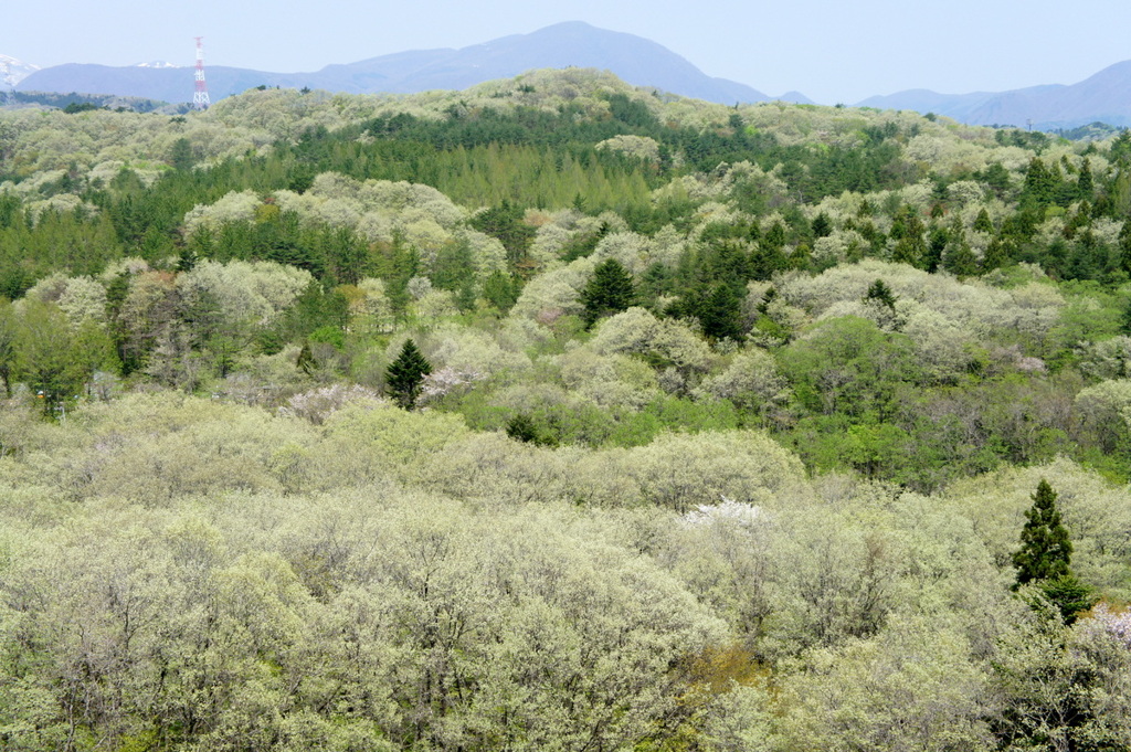 新緑グラデーション