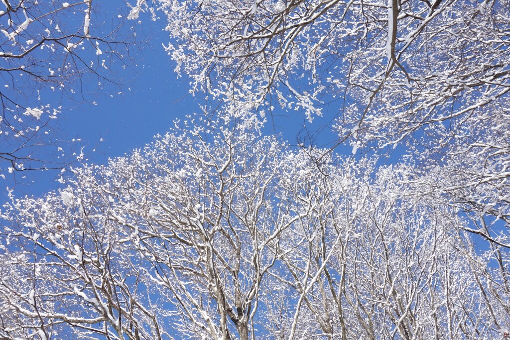 桜のように