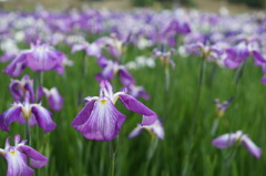 五月の花