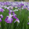 五月の花