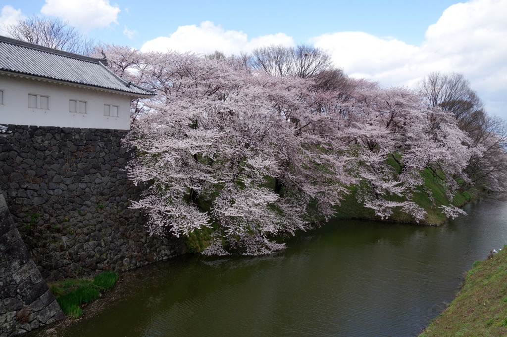  霞城の桜