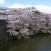  霞城の桜