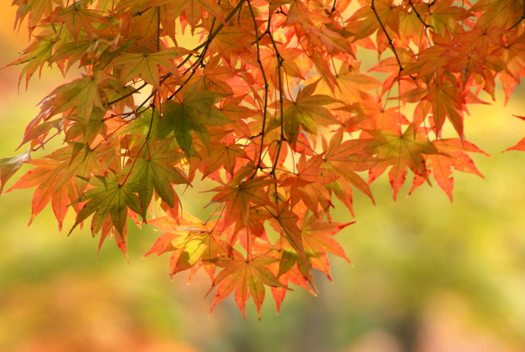 紅葉グラデーション2