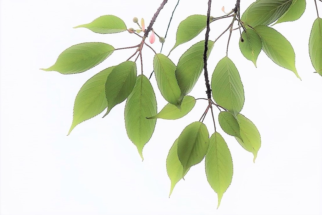 花の後