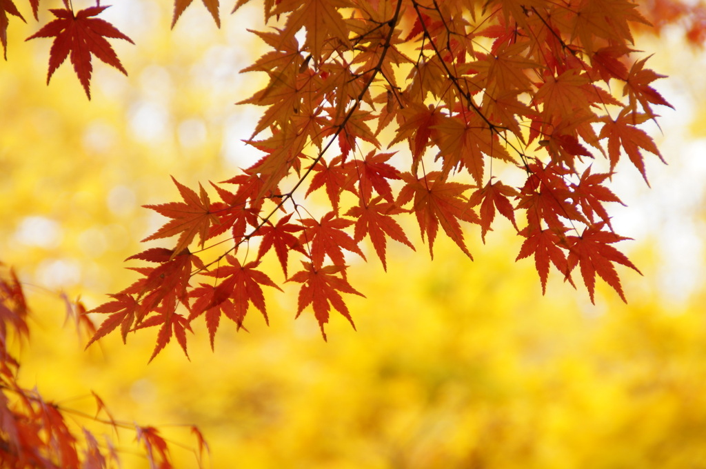 透過紅葉