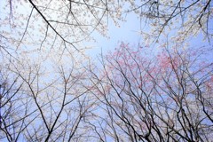 さくら林