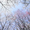 さくら林