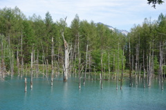  青い池と美瑛岳
