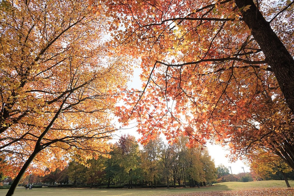 秋色の散歩路