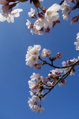 春うらら