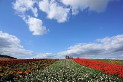 高原の花畑