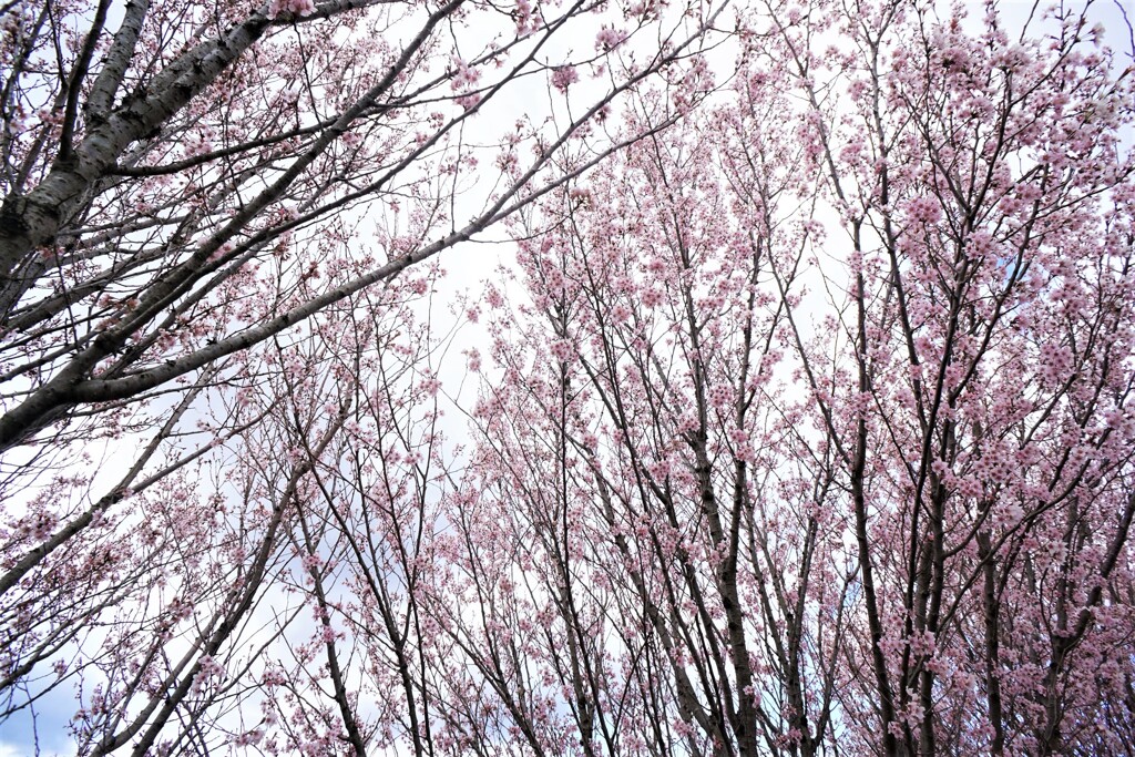 啓翁桜