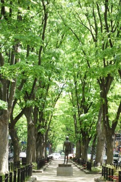 新緑の定禅寺通り