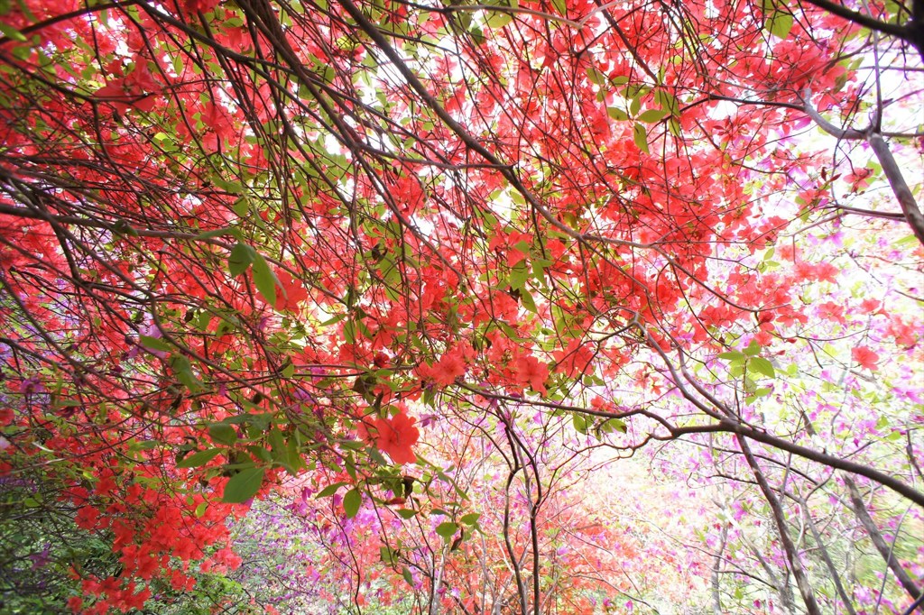 花の回廊-3