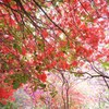 花の回廊-3