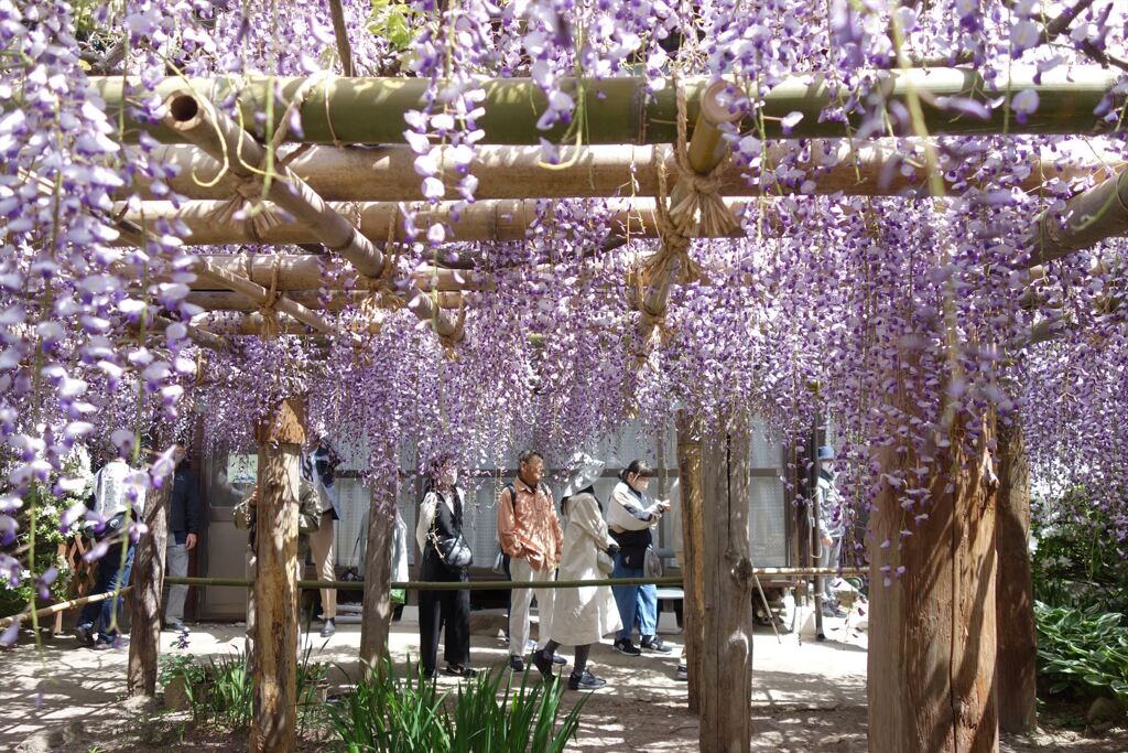 5月の花
