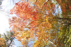 2016紅葉-F.E