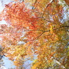 2016紅葉-F.E
