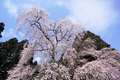 今年も元気に・・・