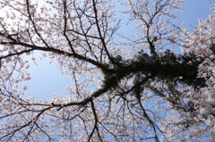 桜と蔦