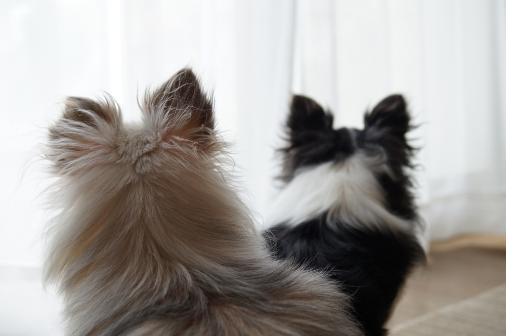 我が家のセンサー犬