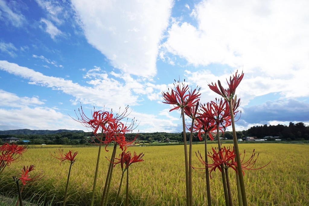 秋空・稲穂・彼岸花