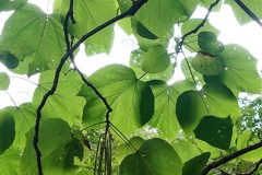 虫食い