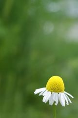 UFO in garden