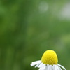 UFO in garden