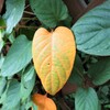 お先に秋