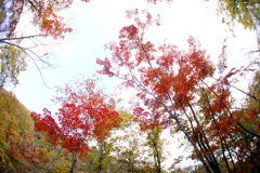 2016紅葉-F.E
