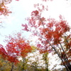2016紅葉-F.E
