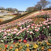 癒しの庭園