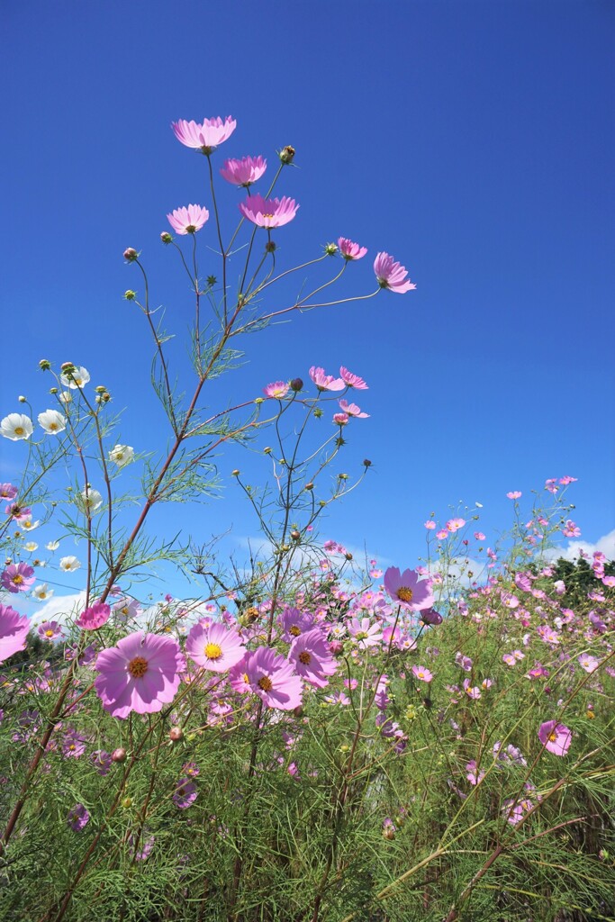 秋桜には青空がお似合い