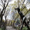 新緑の定禅寺通り