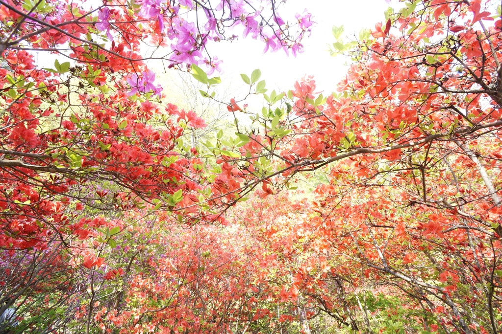 ヤマツツジの森