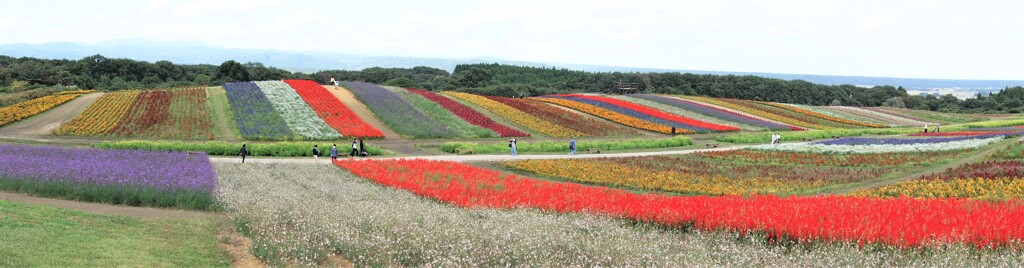 なんちゃって美瑛