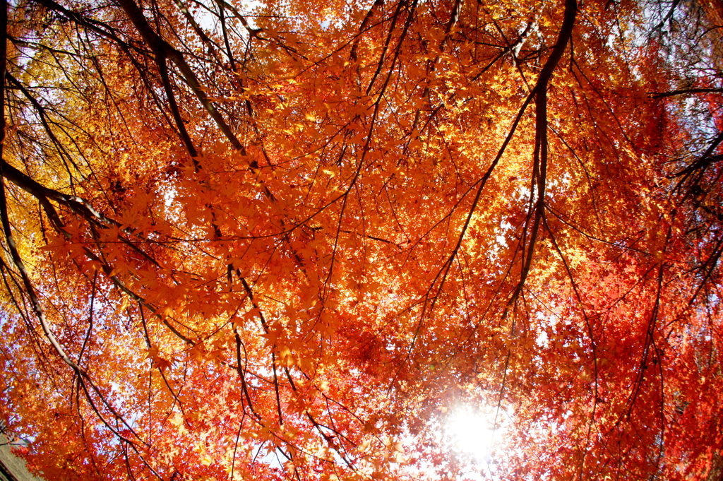 満天紅葉