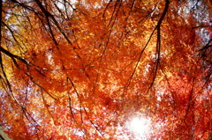 満天紅葉