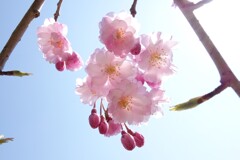 八重桜